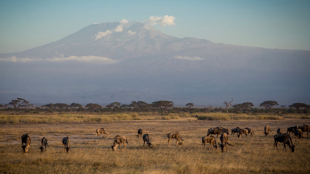 1 Africa Kenya Amboseli Mount Kilimanjaro Wildebeest