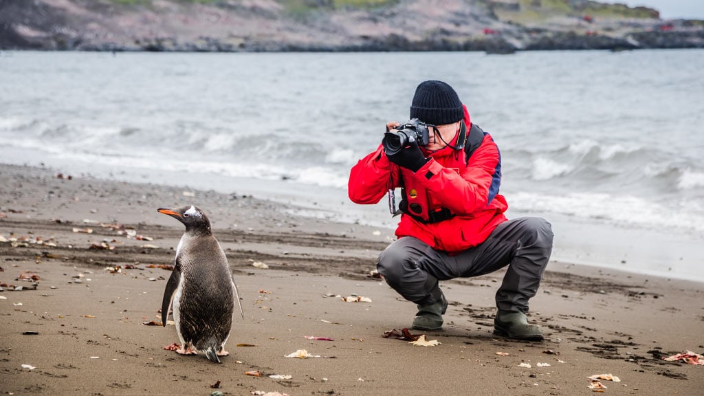 Antarctica Gentoo Penguin photographer