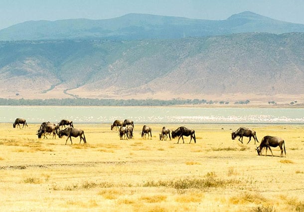 Africa East Africa Tanzania Herd search