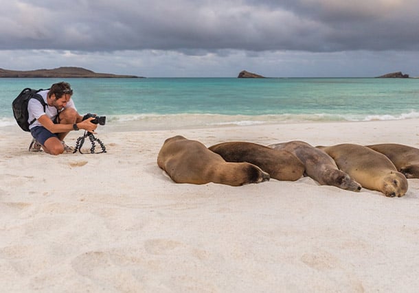Americas Galapagos Sea Lions Guest search