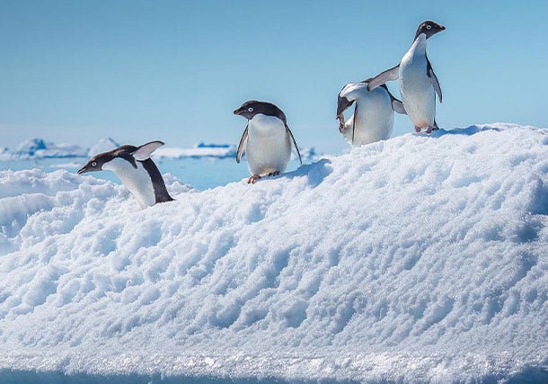 Antarctica Penguins Iceberg search