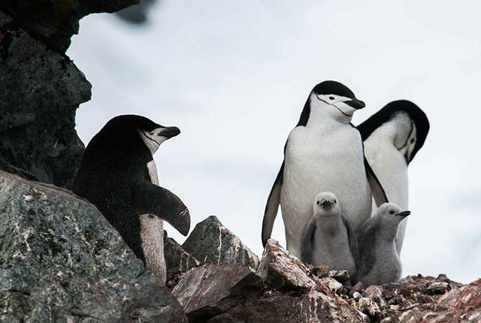 2 Jan Day 11 Chinstrap Penguin And Chicks At Halfmoon Island