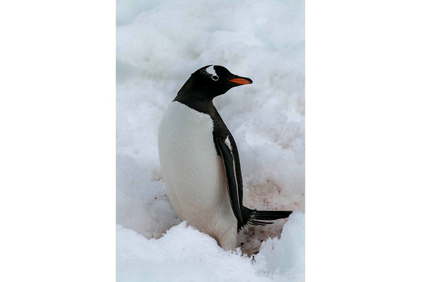 3 Jan Day 12 Gentoo Penguin At Cuverville Island