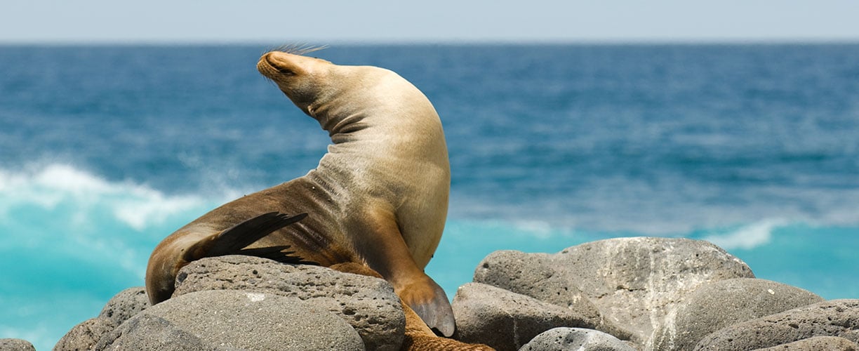 GalapagosMasthead-Seal