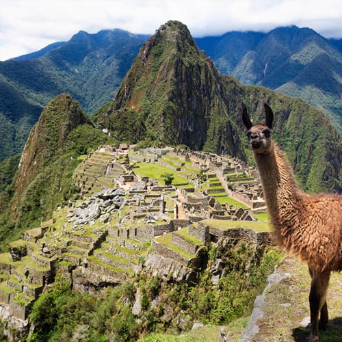 Americas Peru Machu Picchu Llama