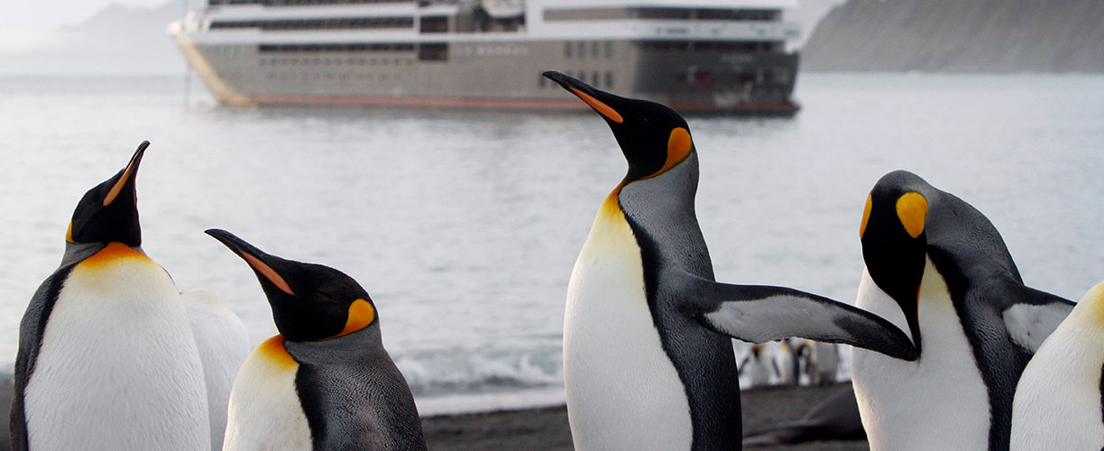 Antarcia South Georgia and the Falkland Islands Le Boreal Penguins