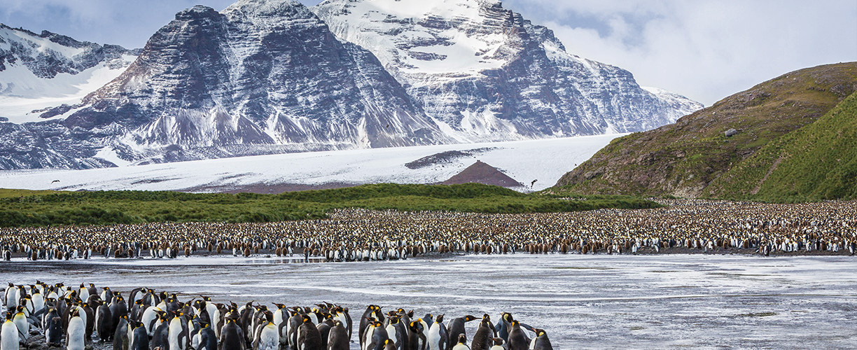 Antarctica South Georgia and the Falkland Islands King Penguins