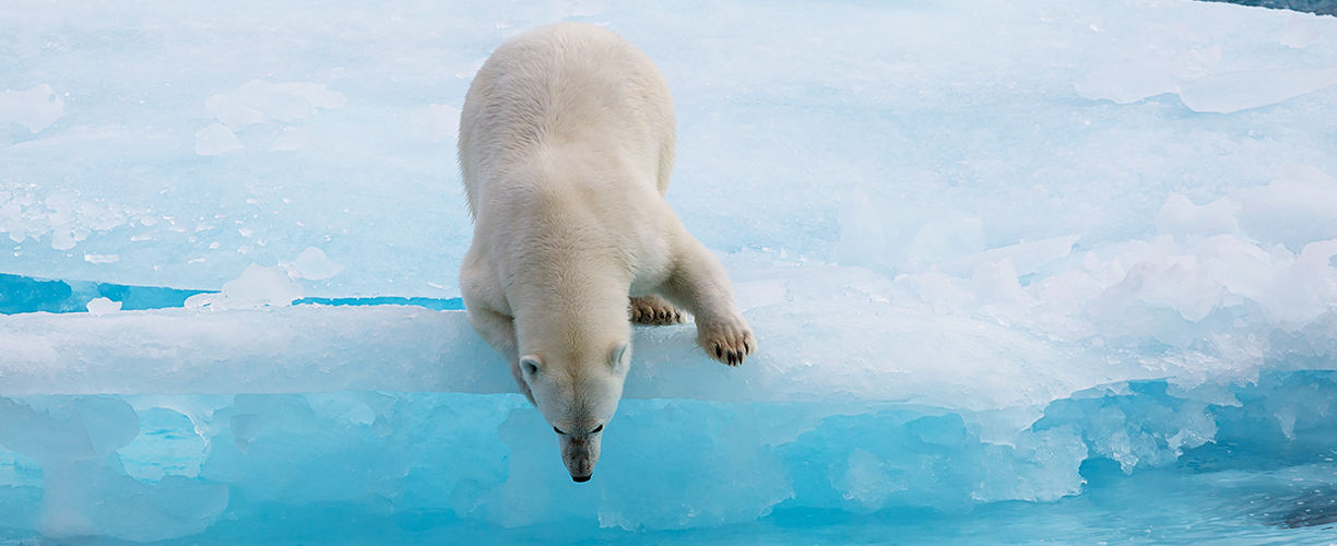 North America LEC Arctic Cruise Polar Bear