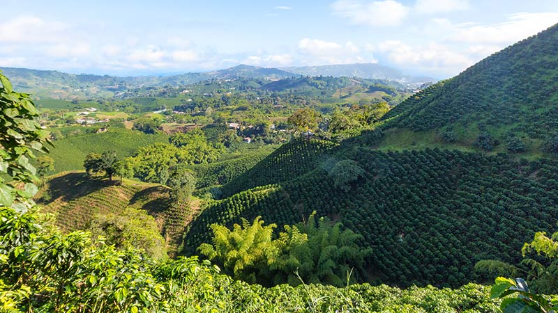 5 Colombia Coffee Plantation