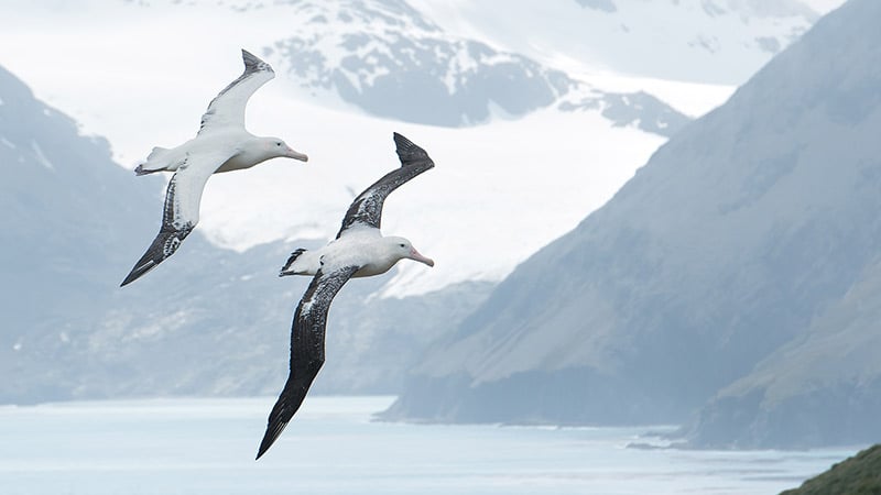 2 Wandering Albatross