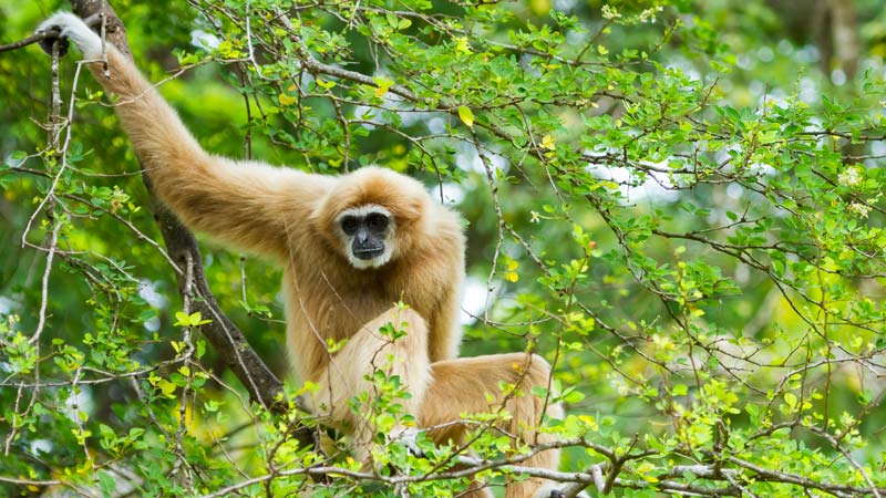 Asia Southeast Thailand Mekong Lar Gibbon