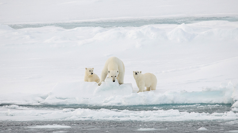 NWP Polar Bears