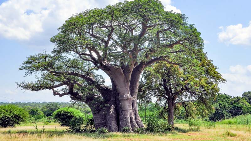 Africa Botswana Baobob