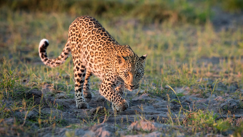 Africa Botswana Leopard
