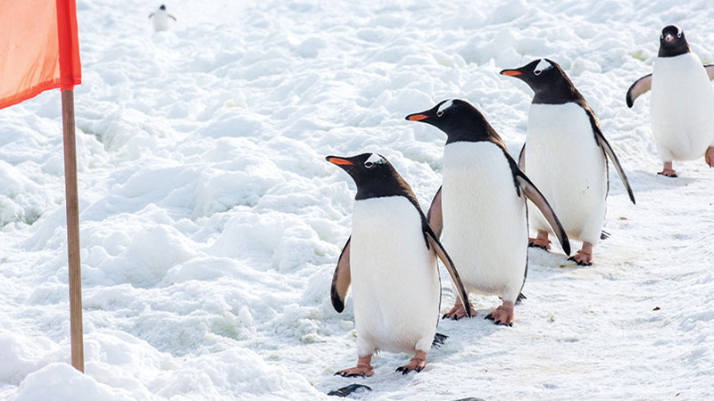 Antarctica Cuverville Island Gentoo Penguins Richard Harker 2