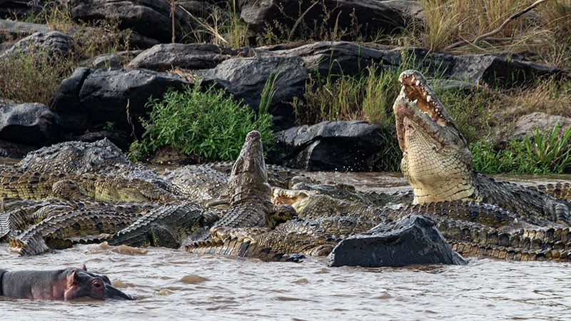 Africa Kenya Mara River Crocodiles