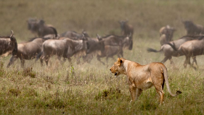Africa Tanzania Serengeti Lion Great Migration