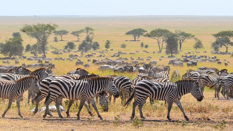 Africa Tanzania Serengeti Zebra Migration