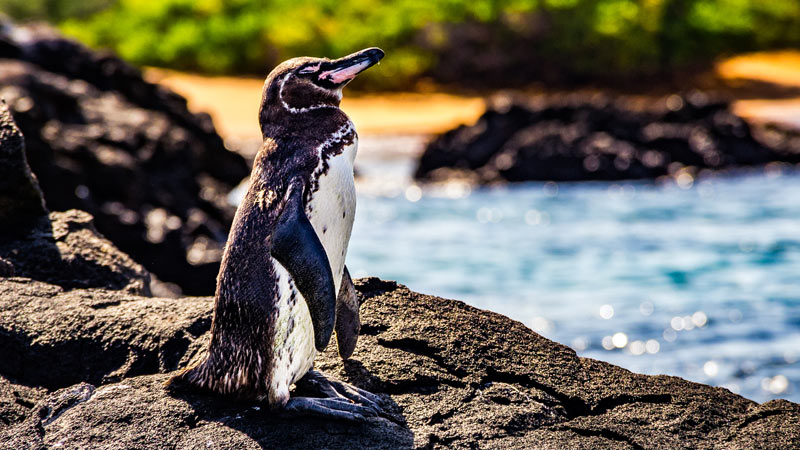 South America Galapagos Kayaking Penguins