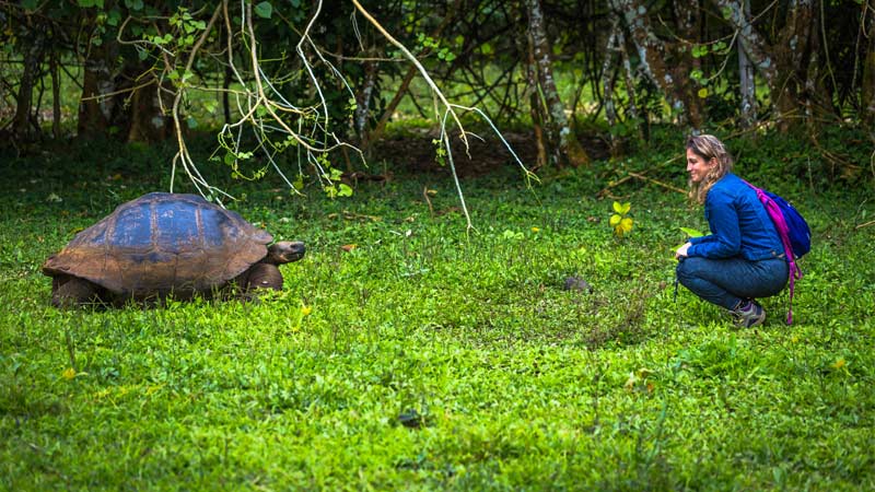South America Galapagos Walk Among Giant Tortoises