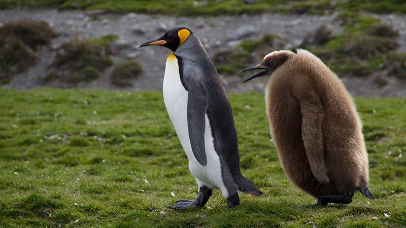 Antarctica South Georgia Penguins