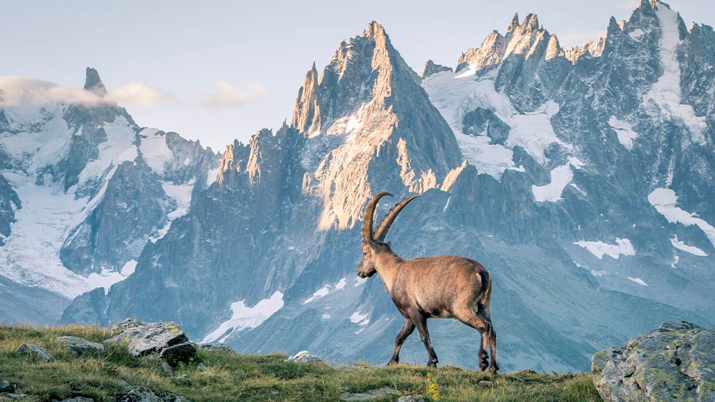 4 Europe Switzerland Mountains Goat