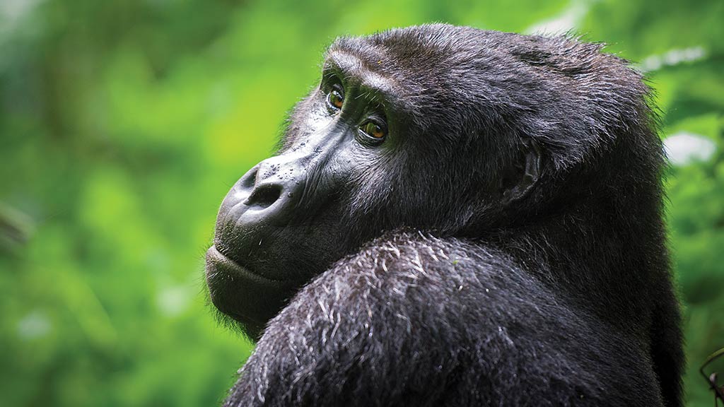 1 Africa Uganda Gorilla