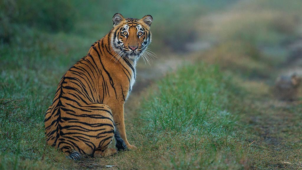 3 Asia India Tiger