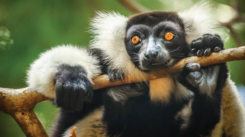 4 Africa Madagascar Lemur