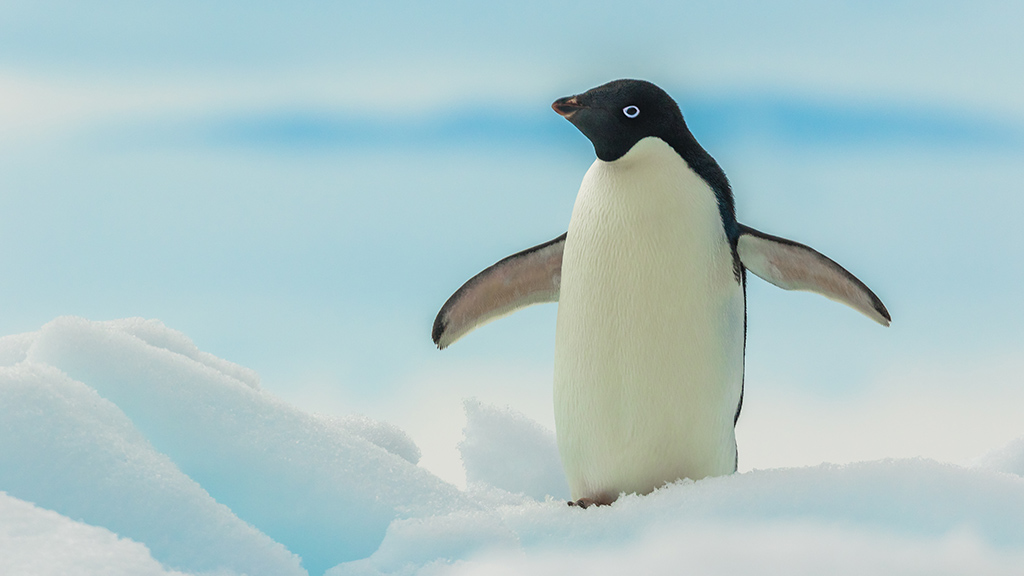 Antarctica Penguins Adelie 1
