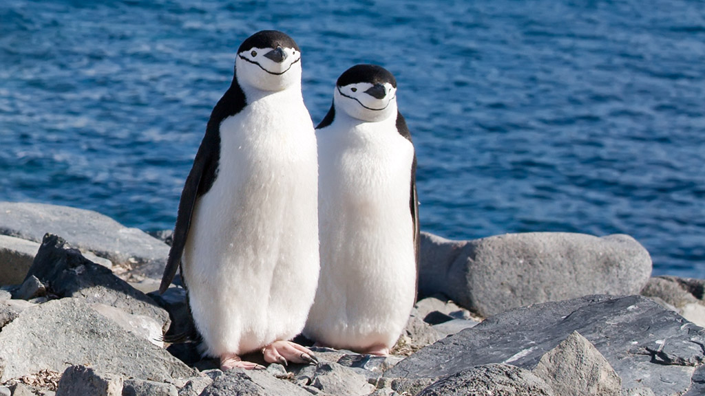 Antarctica Penguins Chinstrap 2