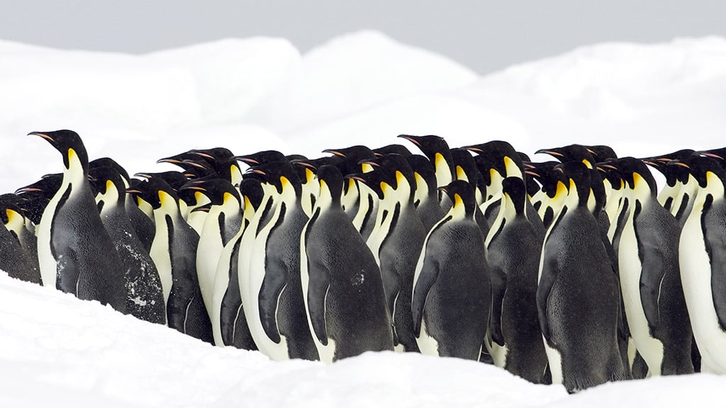 Antarctica Penguins Emperor 3