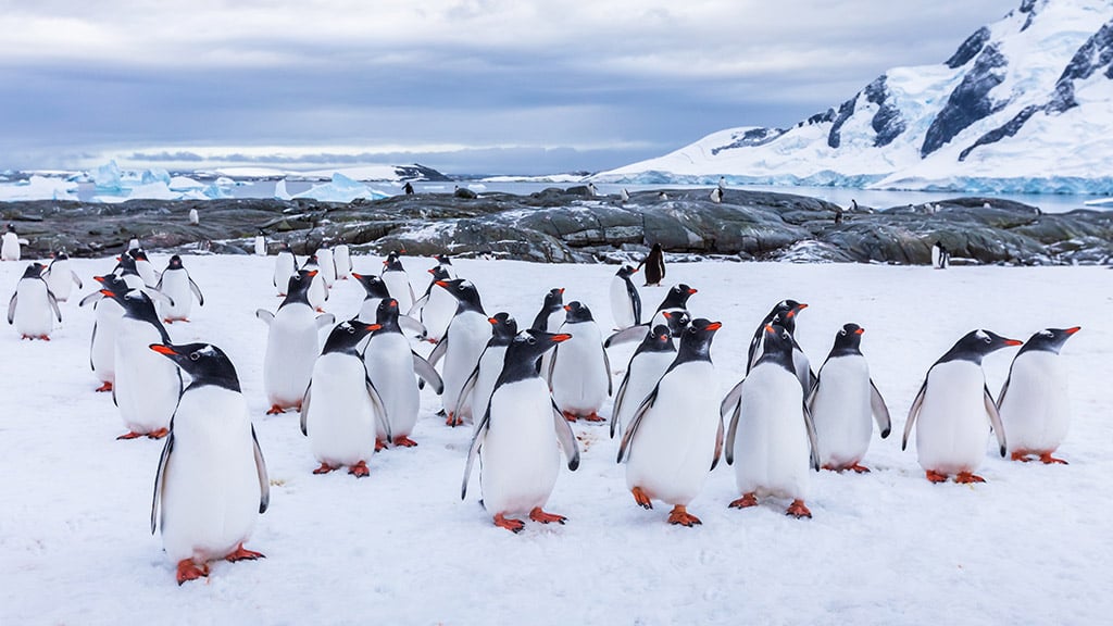Antarctica Penguins Gentoo 4