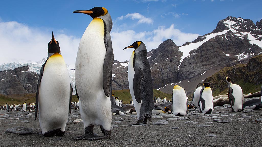 Antarctica Penguins King 5