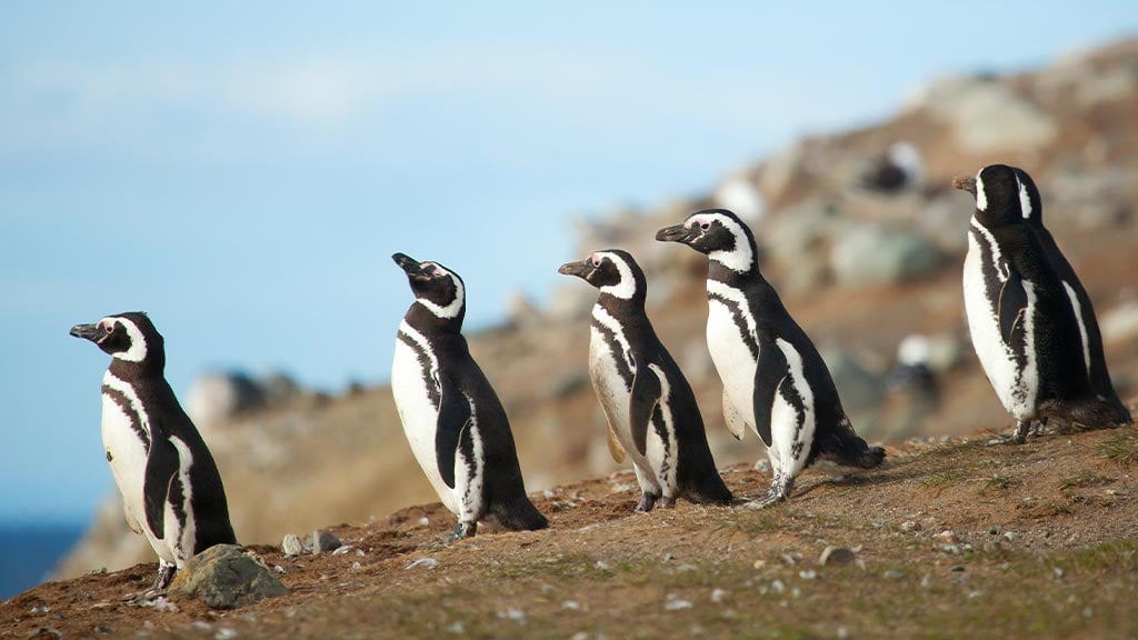 Antarctica Penguins Magellanic 6