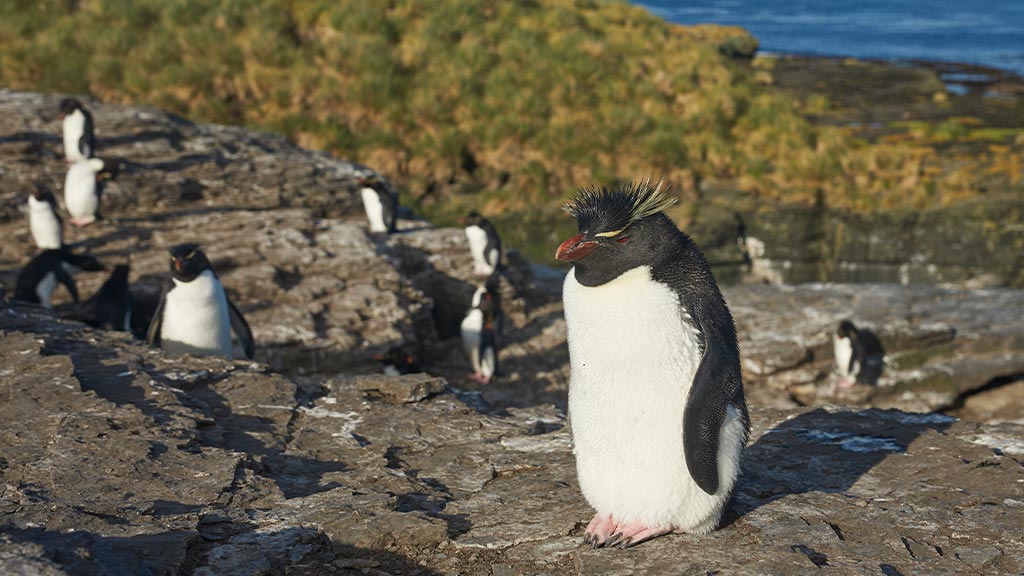 Antarctica Penguins Rockhopper 7