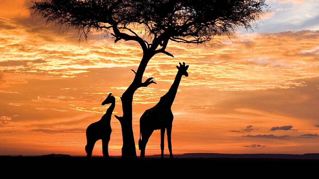 2 Family Gallery Africa Giraffes