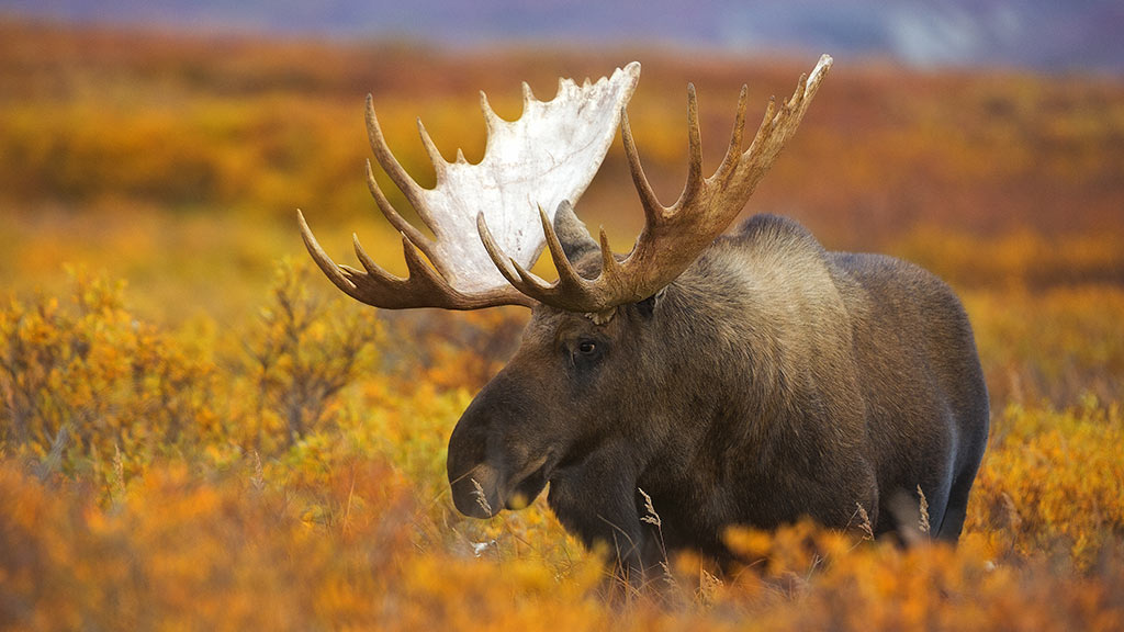 3 USA Alaska Moose