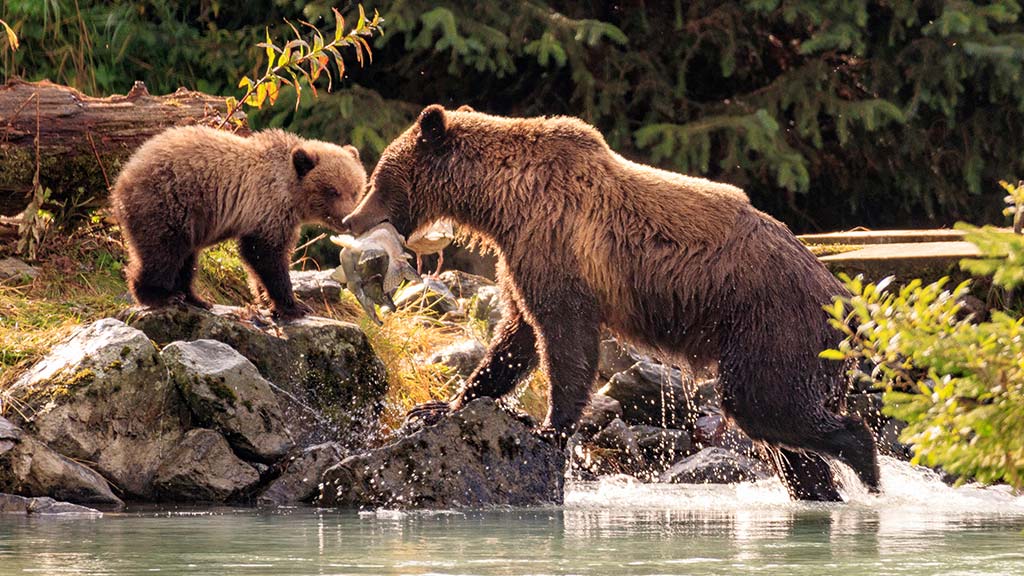 5 USA Alaska Brown Bear Fishing