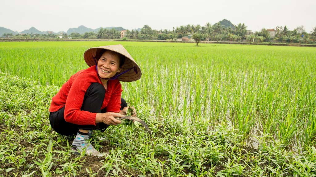 Asia Indochina Vietnam Danang Local Farmer 16