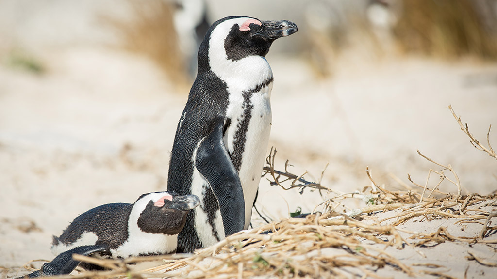 Africa South Cape Town Boulders Beach Penguins