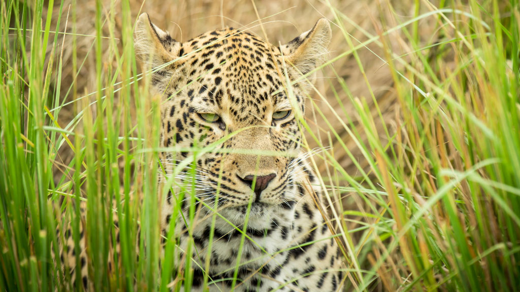 Africa South Kruger National Park Leopard