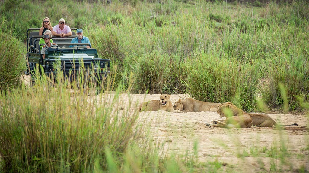 Africa South Kruger National Park Lion Vehicle