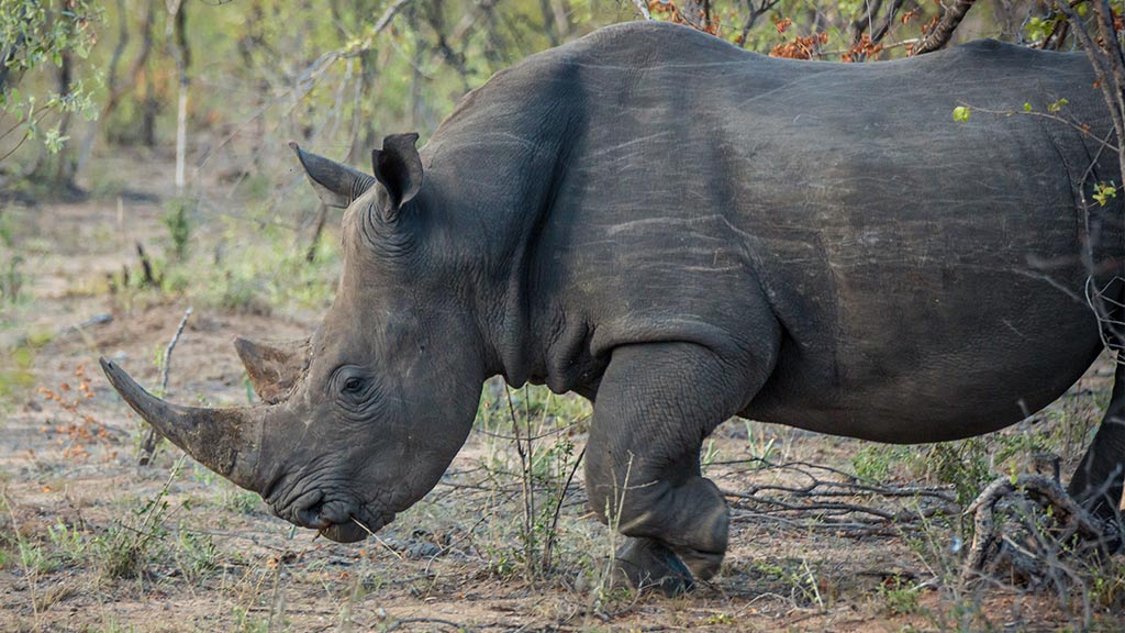 Africa South Kruger National Park Rhino