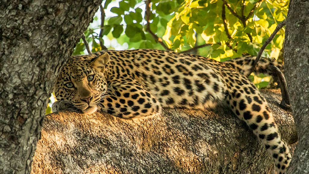 10 Africa Botswana Okavango Delta Leopard Tree
