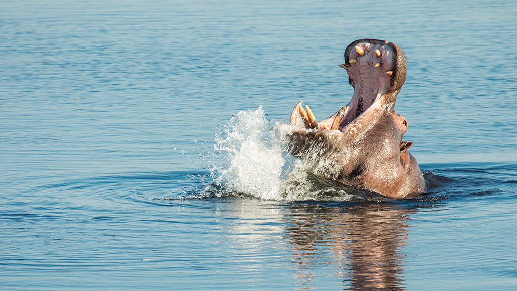 3 Africa Botswana Chobe River Hippopotamus