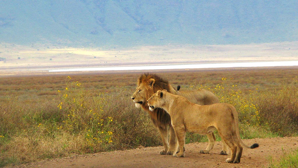 11 Africa Tanzania Ngorongoro Crater Lion