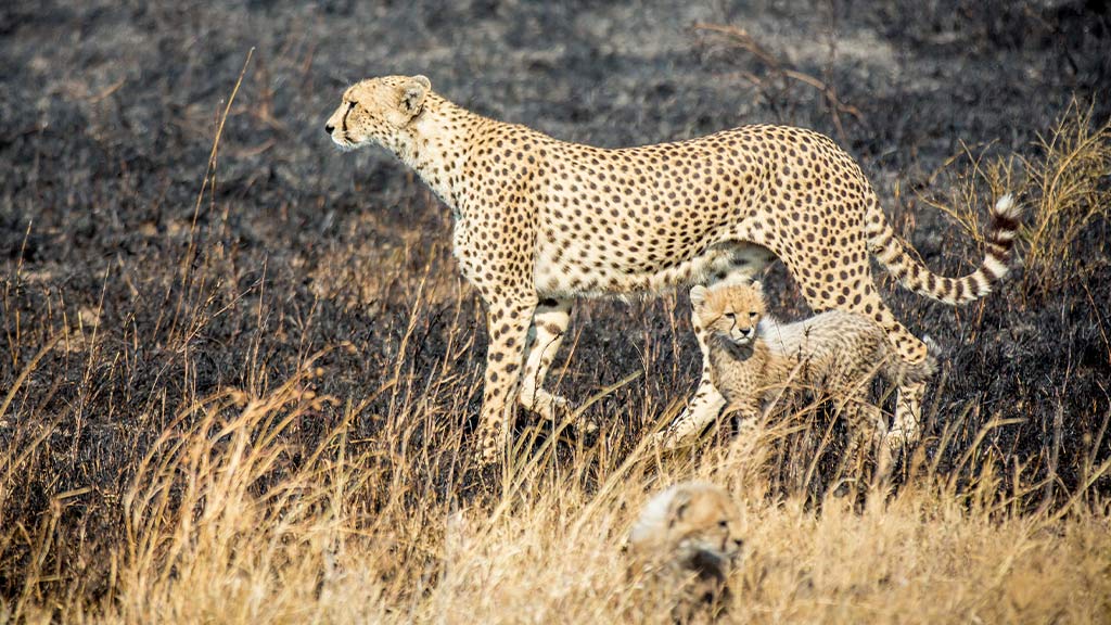 4 Africa Tanzania Serengeti Cheetah Cub