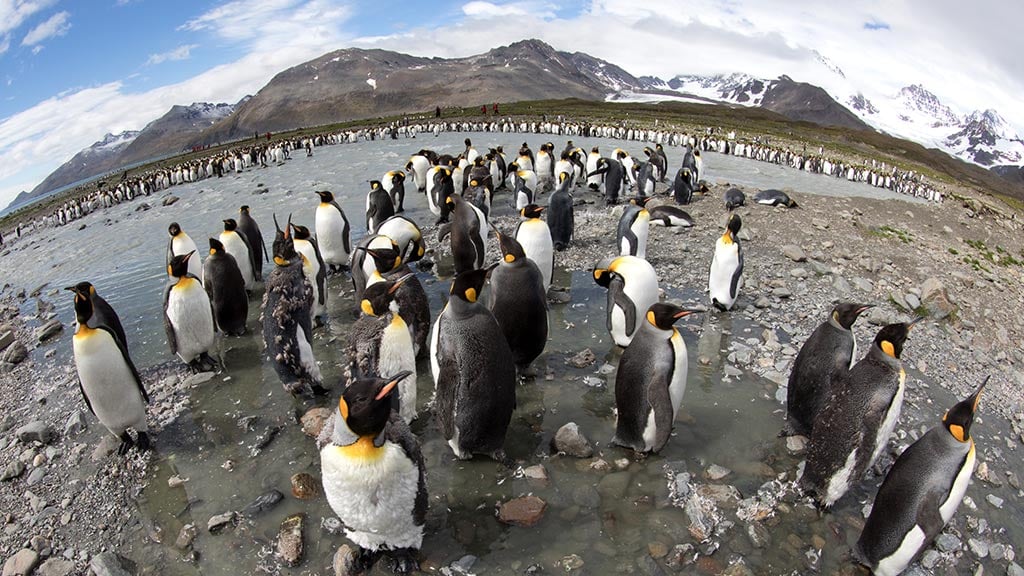Antarctica South Georgia King Penguins 4