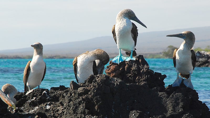 Americas Galapagos Blue Footed Booby 3